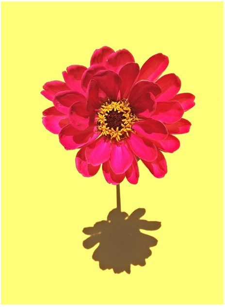 Zen.nl, Zen, meditatie, leren mediteren, Rients Ranzen Ritskes, zenmeester, Freud, surrealisme, koan, realiteit, inspiratie, angsten, verlangens, onderbewuste, weerstand, Dali, droom, perspectief